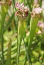 Pitcher Plant, the Fly's Demise Royalty Free Stock Photo