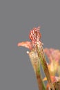 Pitcher plant on grey background Royalty Free Stock Photo