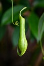 Pitcher Plant hanging in tropical rainforest