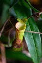 Pitcher Plant hanging in tropical rainforest