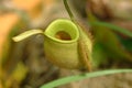 Pitcher plant,Kinabalu Park, Sabah, Malaysia Royalty Free Stock Photo
