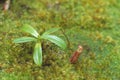 Pitcher plant,Kinabalu Park, Sabah, Malaysia Royalty Free Stock Photo