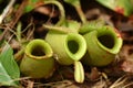 Pitcher plant, Kinabalu Park, Sabah, Malaysia