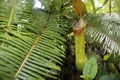 Pitcher Plant, Nepenthes Gracilis