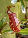 Pitcher plant (nepenthes khasiana). Botanical Garden, Germany, Europe