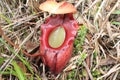 Pitcher plant (Nepenthes Rajah) Royalty Free Stock Photo