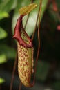 Pitcher plant Royalty Free Stock Photo