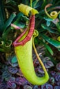 Pitcher Plant Nepenthes truncata Macfarl. or Gestutzte Kannenpflanze Royalty Free Stock Photo