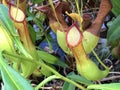 Pitcher Plant Nepenthes truncata Macfarl. or Gestutzte Kannenpflanze - St. Gallen, Switzerland Royalty Free Stock Photo