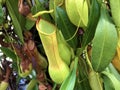 Pitcher Plant Nepenthes truncata Macfarl. or Gestutzte Kannenpflanze - St. Gallen, Switzerland Royalty Free Stock Photo