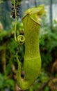 Pitcher Plant Nepenthes truncata Macfarl Royalty Free Stock Photo