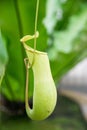 Pitcher plant nepenthes a vine and carnivorous tropical plant Royalty Free Stock Photo