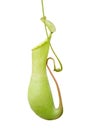 Pitcher plant nepenthes a vine and carnivorous tropical plant isolate on white background Royalty Free Stock Photo