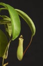 One Pitcher Plant on a black background Royalty Free Stock Photo