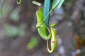 Pitcher plant Royalty Free Stock Photo