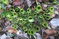 Pitcher Plant Royalty Free Stock Photo