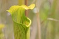 Pitcher Plant Sarracenia alata Royalty Free Stock Photo