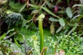 Pitcher Plant Sarracenia alata Royalty Free Stock Photo