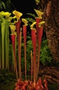 Pitcher plant (Sarracenia hybrid Johnny Marr)) Royalty Free Stock Photo