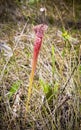 Pitcher Plant- Sarracenia leucophylla Royalty Free Stock Photo