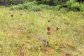 Pitcher Plant, Sarracenia purpurea