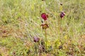 Pitcher Plant, Sarracenia purpurea