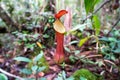 Pitcher Plant, scientific name Nepenthes reinwardtiana Royalty Free Stock Photo