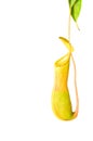 Pitcher plant Royalty Free Stock Photo