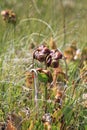 Pitcher Plants Royalty Free Stock Photo