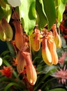 Hungry Pitcher Plants waiting for a Fly Royalty Free Stock Photo