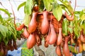 Pitcher plants in a greenhouse Royalty Free Stock Photo