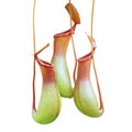 Pitcher Plants, Nepenthes Isolated on White Background with Clipping Path