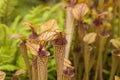 Pitcher plants (Sarraceniaceae) Royalty Free Stock Photo