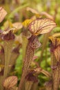 Pitcher plants (Sarraceniaceae) Royalty Free Stock Photo