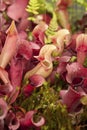 Pitcher plants (Sarraceniaceae) Royalty Free Stock Photo