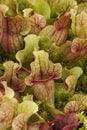 Pitcher plants (Sarraceniaceae) Royalty Free Stock Photo