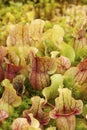 Pitcher plants (Sarraceniaceae) Royalty Free Stock Photo