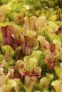 Pitcher plants (Sarraceniaceae) Royalty Free Stock Photo