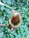Pitcher Plant or Pitfall trap