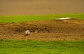 Pitchers Mound Royalty Free Stock Photo