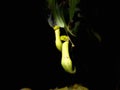 Pitchers of Nepenthes Gracilis Royalty Free Stock Photo