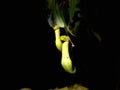 Pitchers of Nepenthes Gracilis