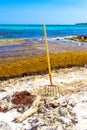 Pitchfork rake broom seaweed sargazo beach Playa del Carmen Mexico