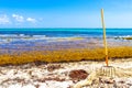 Pitchfork rake broom seaweed sargazo beach Playa del Carmen Mexico