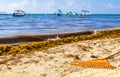 Pitchfork rake broom seaweed sargazo beach Playa del Carmen Mexico