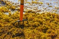 Pitchfork rake broom seaweed sargazo beach Playa del Carmen Mexico