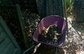 A pitchfork stands against a wheelbarrow filled with compost