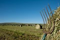 A pitchfork stuck in a bale of hay Royalty Free Stock Photo
