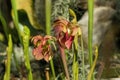 Pitfall plant sarracenia purpurea