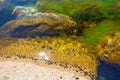 Pitfalls and shells covered with algae, small shells. Royalty Free Stock Photo